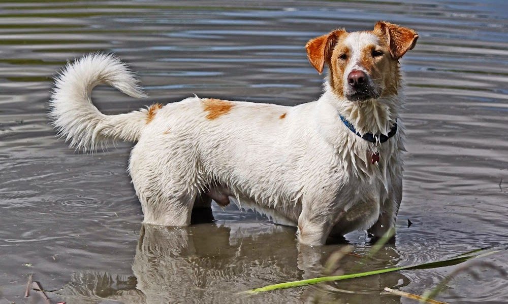 Canine Minds and Manners Dog Training