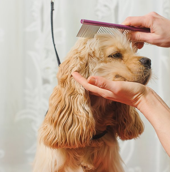 Pristine Paws Dog Spa